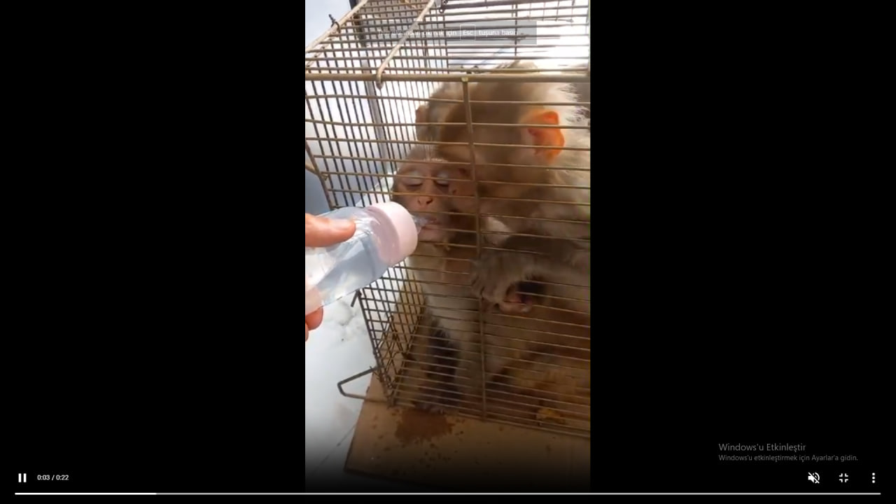 Şırnak’ta 6 Hint Şebeği Yakalandı | Siirt Olay Haber Şırnak’ta 6 Hint Şebeği Yakalandı | Siirt Olay Haber