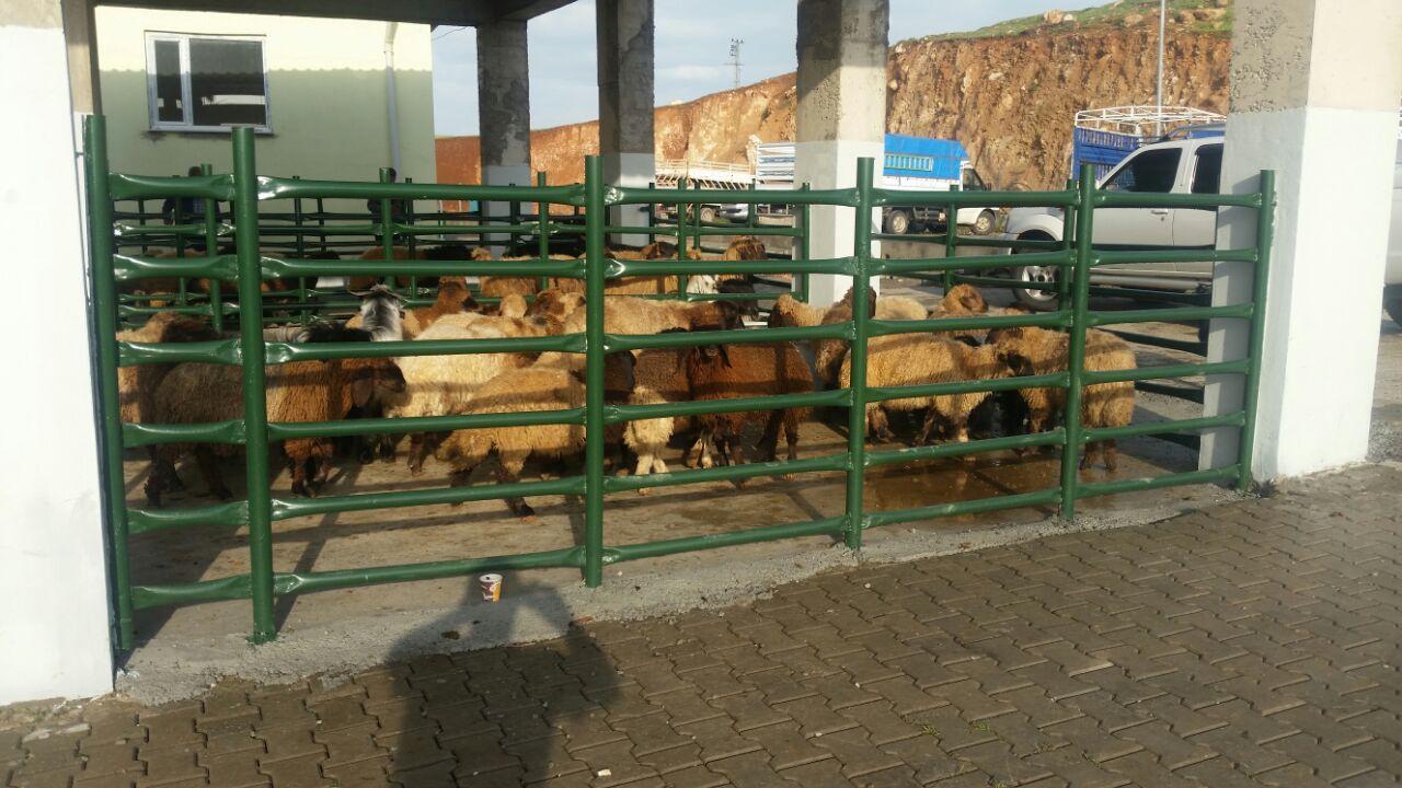 Siirt’te Kurban Satış Ve Kesim Yerleri Belirlendi | Siirt Olay Haber Siirt’te Kurban Satış Ve Kesim Yerleri Belirlendi | Siirt Olay Haber