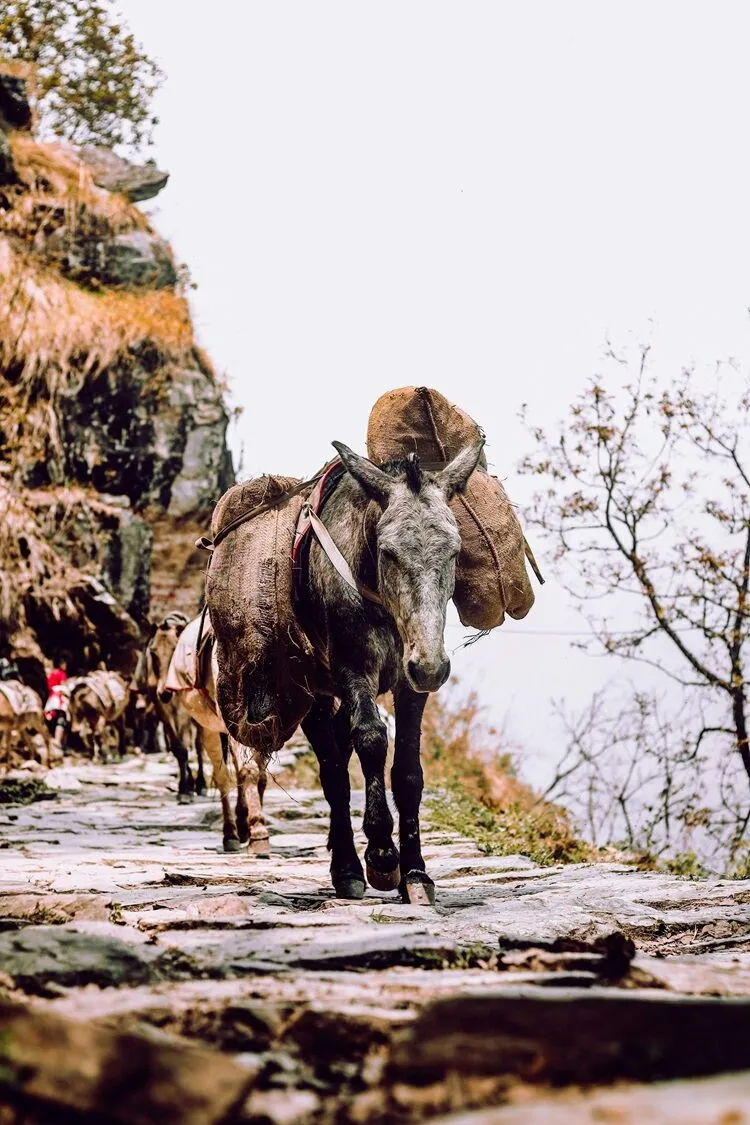 TÜİK Yayınladı: Türkiye’deki Eşek Sayısını