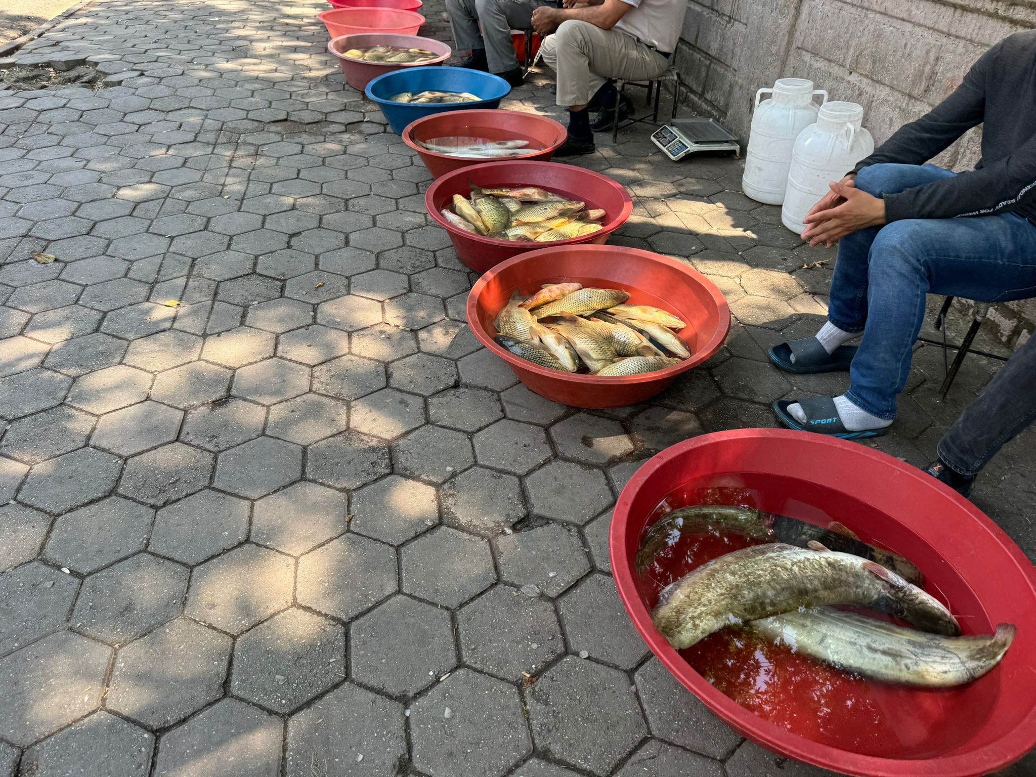 Botan Balıkları Piyasada! | Siirt Olay Haber Botan Balıkları Piyasada! | Siirt Olay Haber