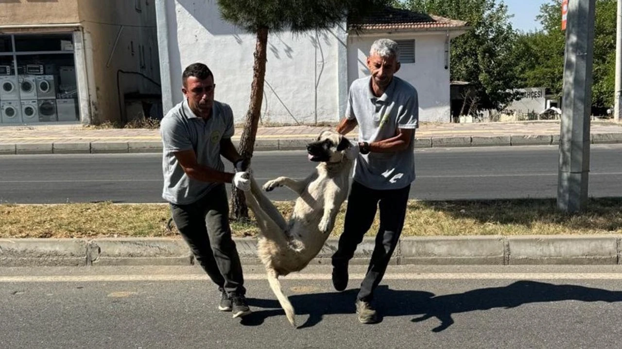 Diyarbakır’da Sokak Köpekleri Toplatılmaya Başlandı