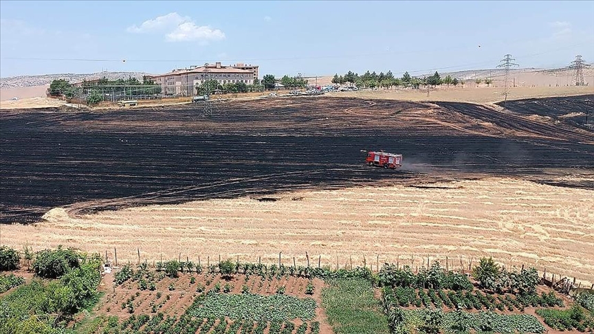 Siirt’te Ürünlerin Sıcaklardan Tarlada Yanma Tehlikesi