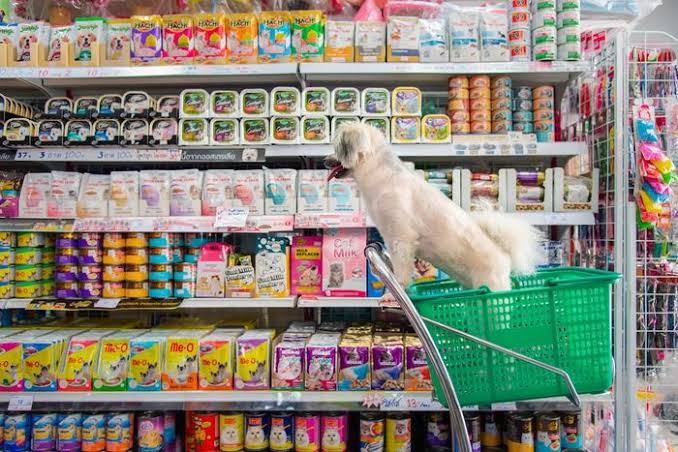 Siirt’te Petshop Yokluğu Zorluyor 