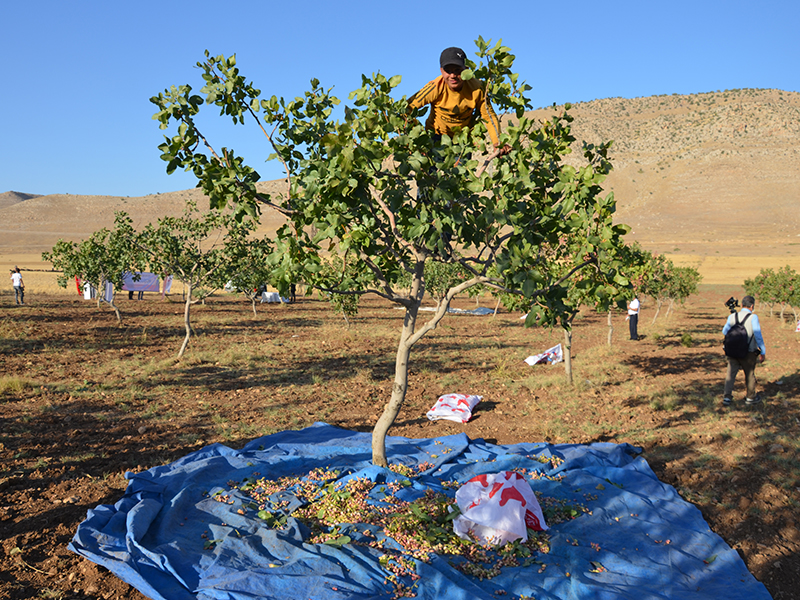 Siirt’te Yağmur Yağmaması Fıstık Hasadını Etkileyecek