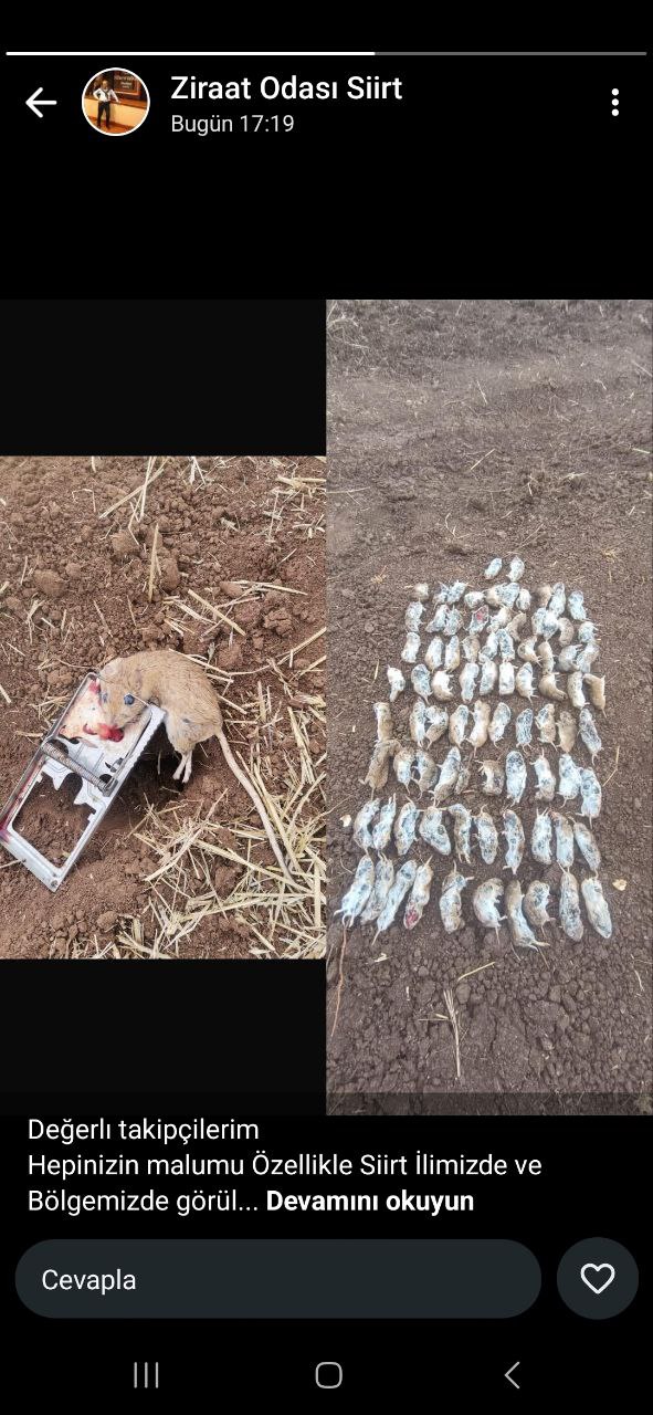 Siirt’te Çiftçinin Başı Tarla Fareleriyle Dertte!