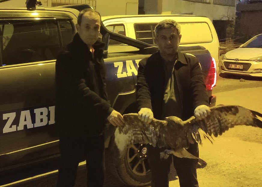 Siirt’in O İlçesinde Bir Kartalın Hayatı Kurtarıldı