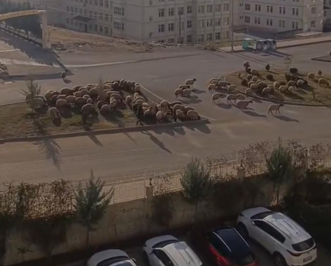 Siirt’te Koyun Sürüleri Sıkıntı Çıkarıyor