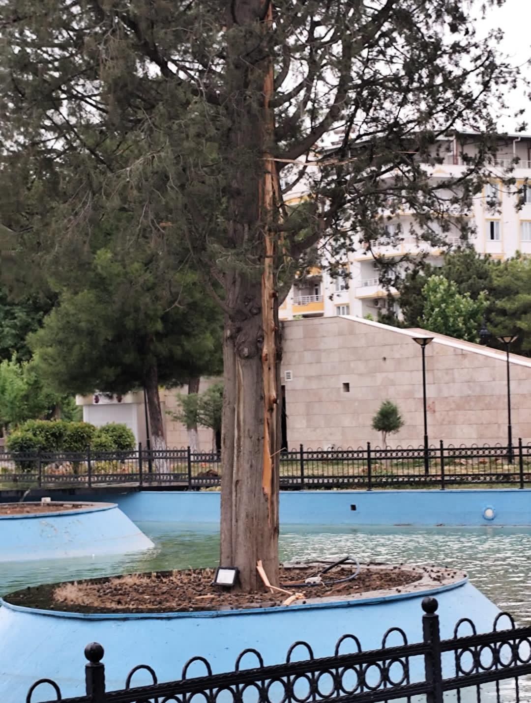 Siirt’te Şimşek Alarmı: Anız Yangını ve Ağaç Hasarı | Siirt Olay Haber