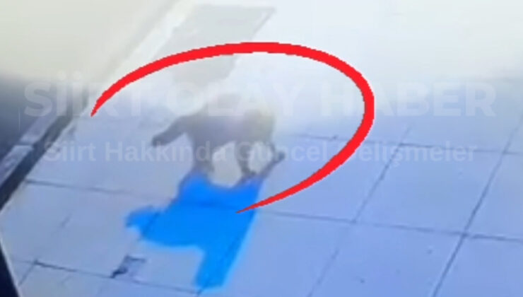 Siirt’te Vicdanları Sızlatan İddia: Yaralı Kedi Temizlik Görevlisi Tarafından Kürekle Alınıp Çöpe Atıldı | Siirt Olay Haber