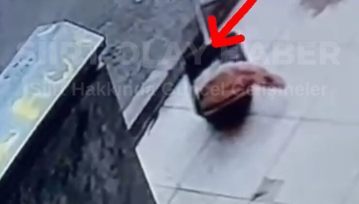 Siirt’te Vicdanları Sızlatan İddia: Yaralı Kedi Temizlik Görevlisi Tarafından Kürekle Alınıp Çöpe Atıldı | Siirt Olay Haber