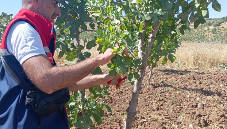 Şirvan’da Fıstık Üreticilerine Uygulamalı EğitimÜreticiler aşılama tekniklerini yerinde öğrendi | Siirt Olay Haber Şirvan’da Fıstık Üreticilerine Uygulamalı EğitimÜreticiler aşılama tekniklerini yerinde öğrendi | Siirt Olay Haber