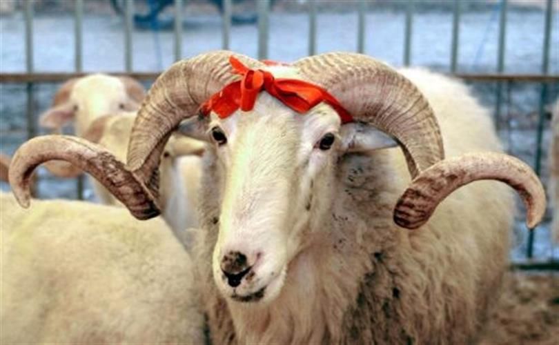 Siirt, Vekâletle Kurban Bağışında Türkiye İkincisi Oldu